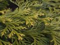 Thujopsis dolabrata Aurescens-1 Żywotnikowiec japoński